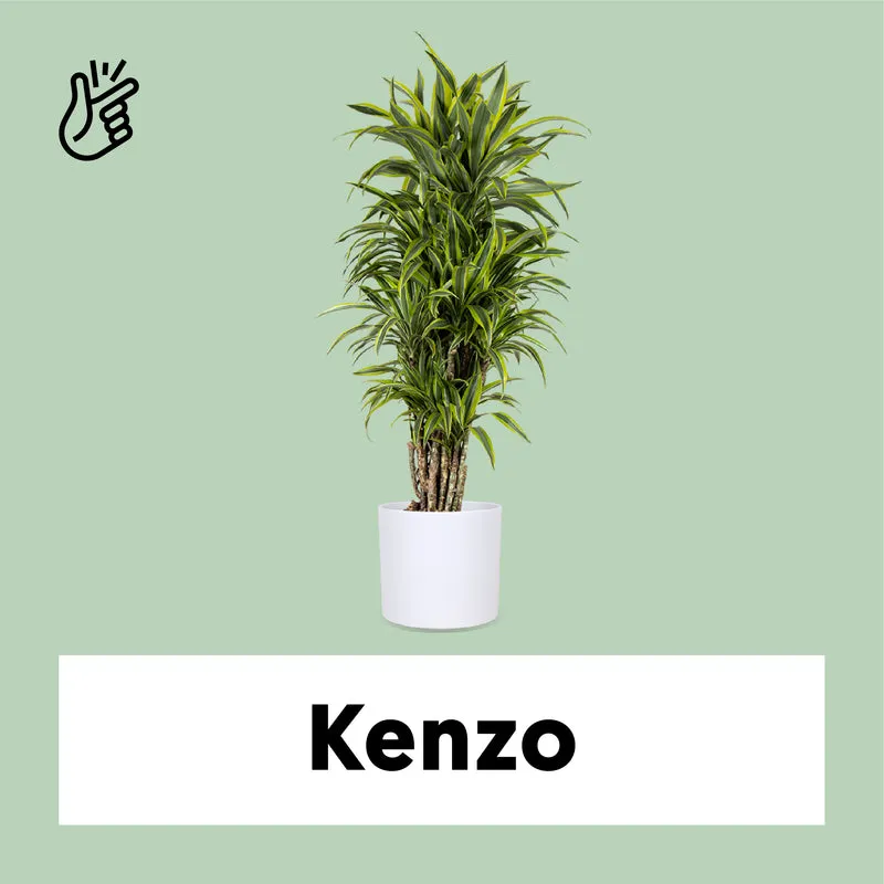 Dracaena lemon lime verzweigter Stamm (Drachenbaum) (XL)