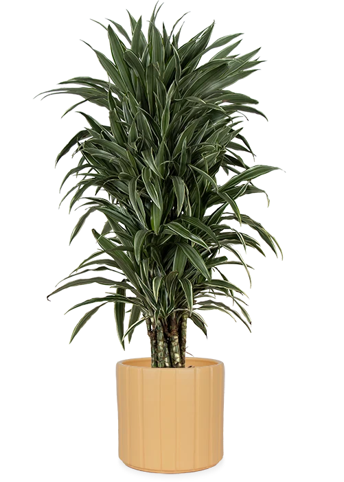 Dracaena warneckei verzweigter Stamm (Drachenbaum) (L)
