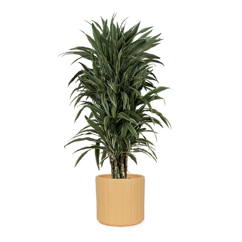 Dracaena warneckei verzweigter Stamm (Drachenbaum) (L)