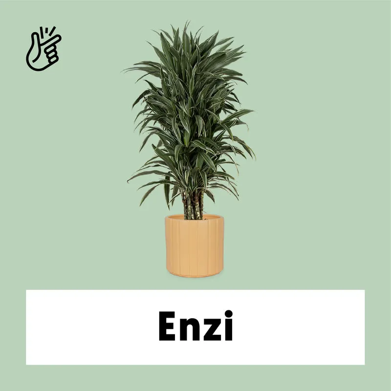 Dracaena warneckei verzweigter Stamm (Drachenbaum) (L)