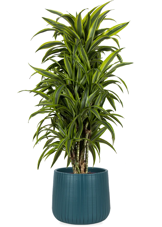 Dracaena lemon lime verzweigter Stamm (Drachenbaum) (L)