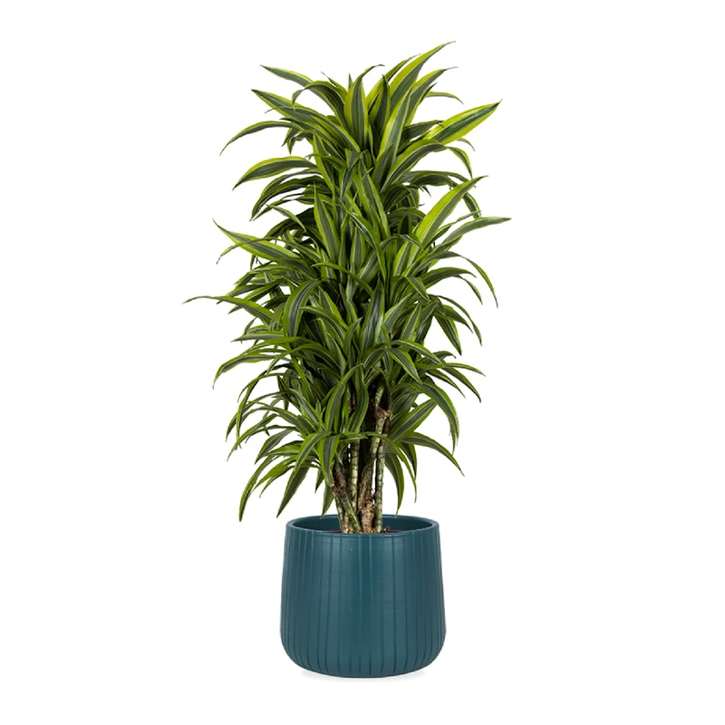 Dracaena lemon lime verzweigter Stamm (Drachenbaum) (L)