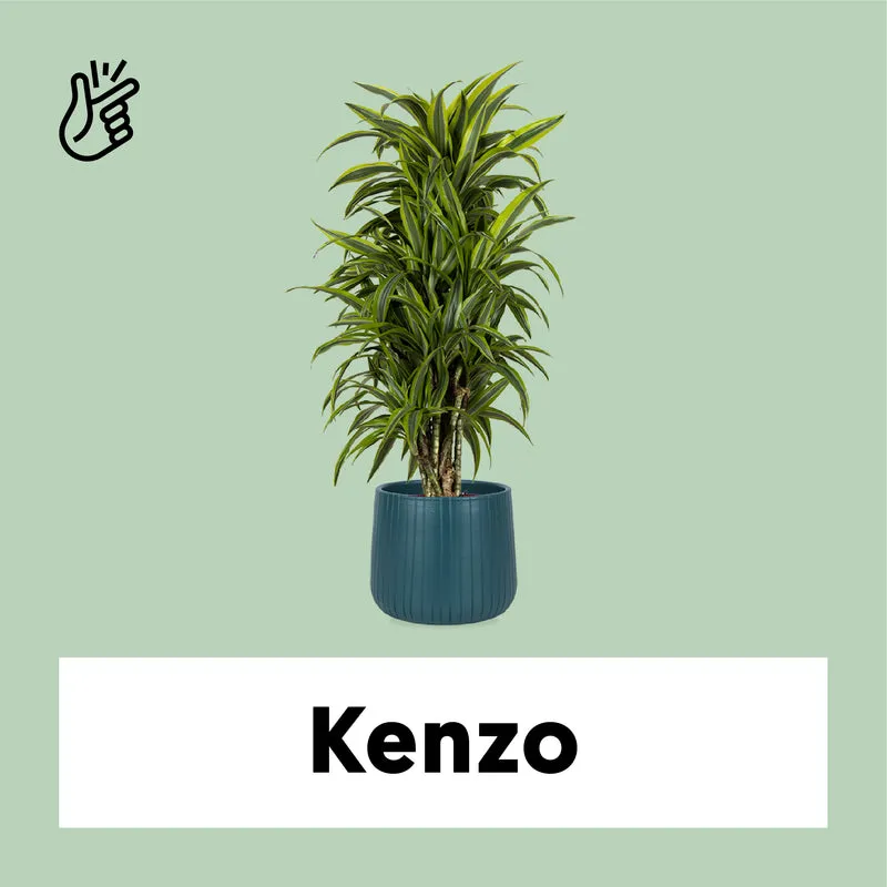 Dracaena lemon lime verzweigter Stamm (Drachenbaum) (L)
