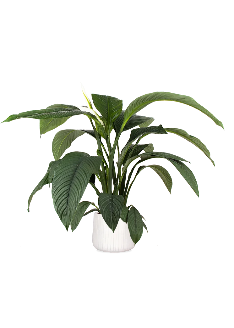Spathiphyllum sensation (Einblatt) (L)