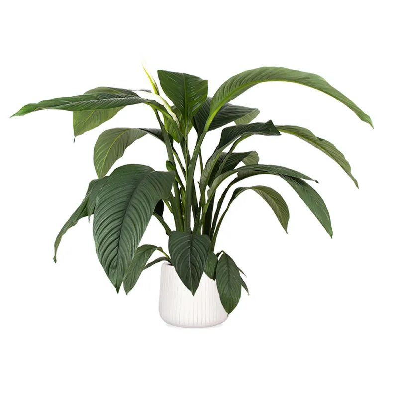 Spathiphyllum sensation (Einblatt) (L)