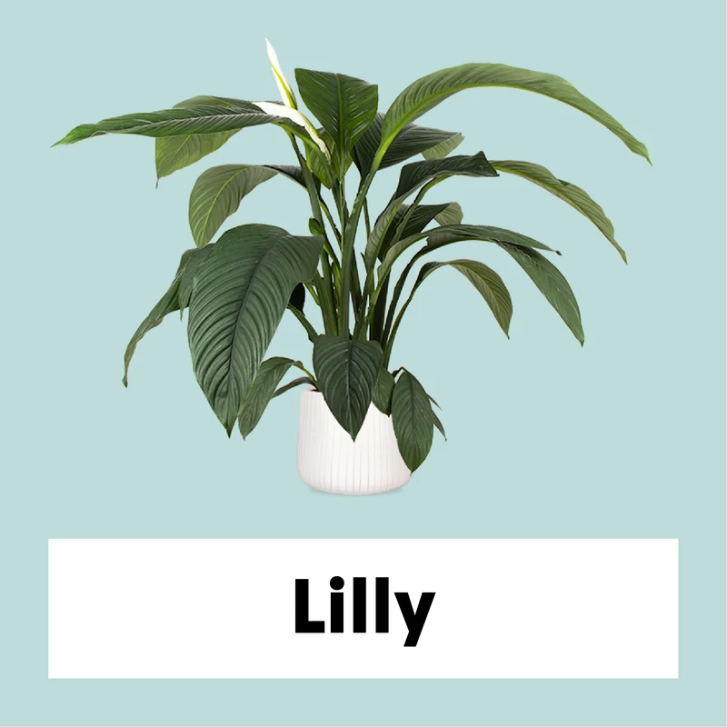 Spathiphyllum sensation (Einblatt) (L)