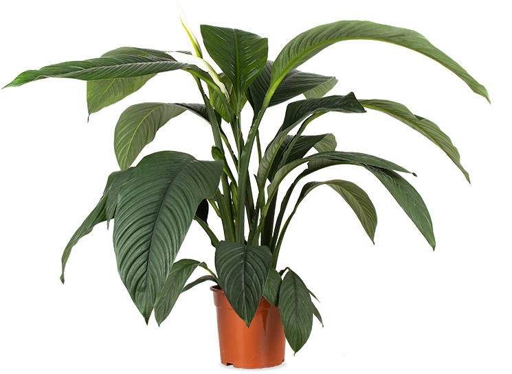 Spathiphyllum sensation (Einblatt) (L)
