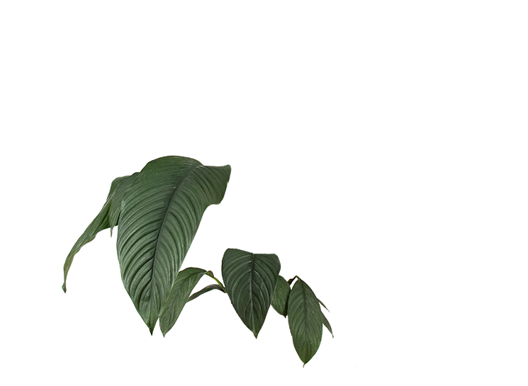 Spathiphyllum sensation (Einblatt) (L)
