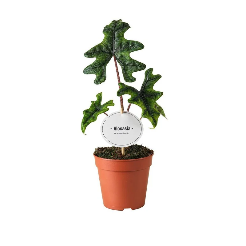Alocasia Jacklyn mit ausdrucksstarker Blattzeichnung