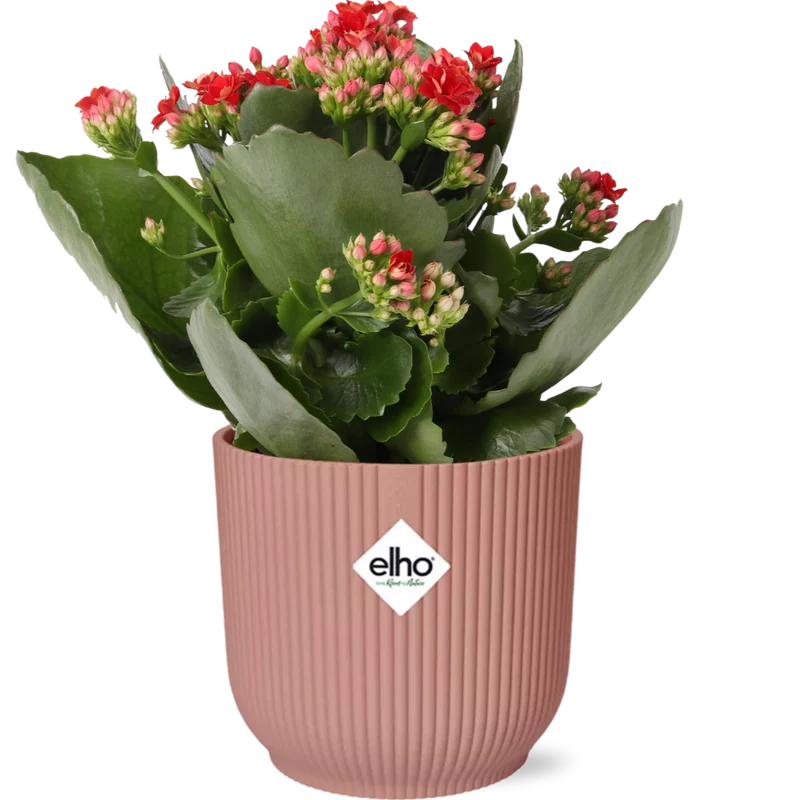 Kalanchoe Don Justino im rosafarbenen Fold-Topf