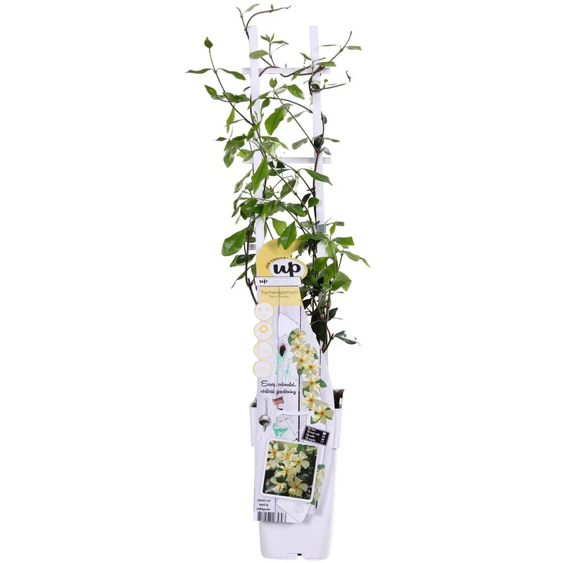 Toskanischer Sternjasmin mit betörendem Duft