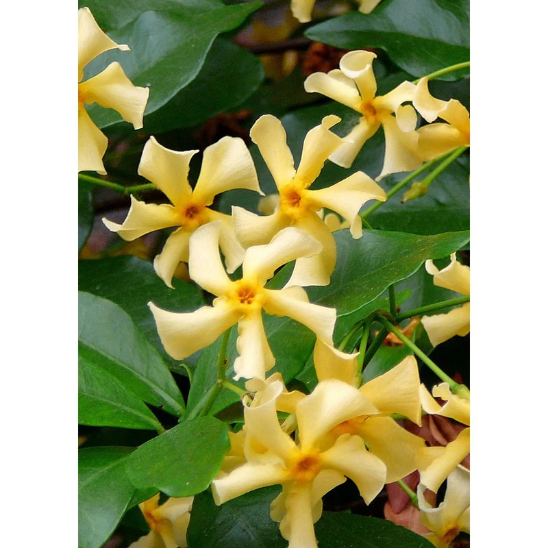 Toskanischer Sternjasmin mit betörendem Duft