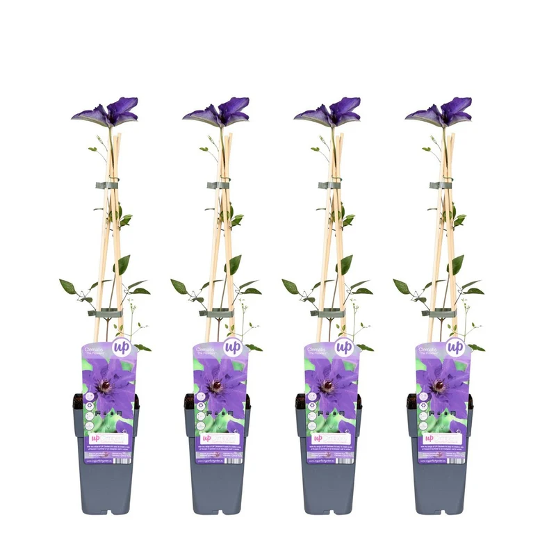 Clematis der Präsident im Vierer-Set für royale Blütenpracht