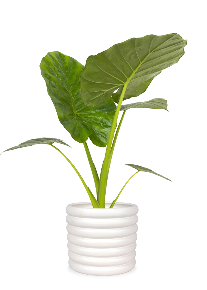 Alocasia macrorrhiza (Pfeilblatt)