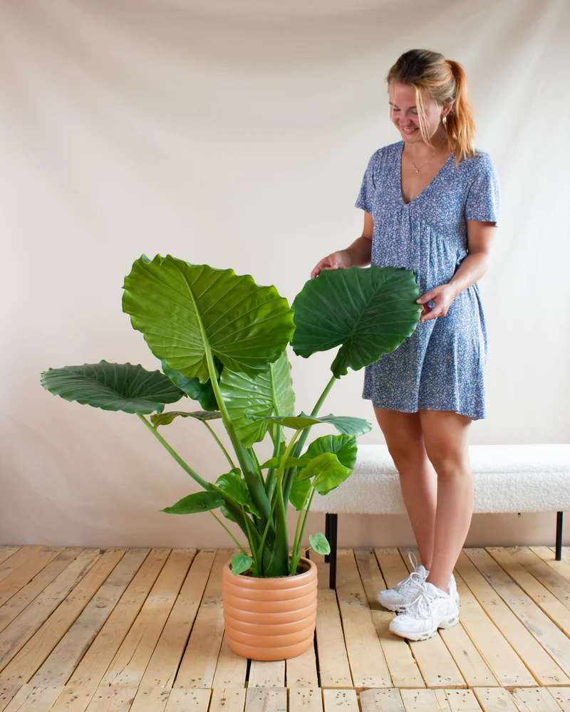 Alocasia macrorrhiza (Pfeilblatt)