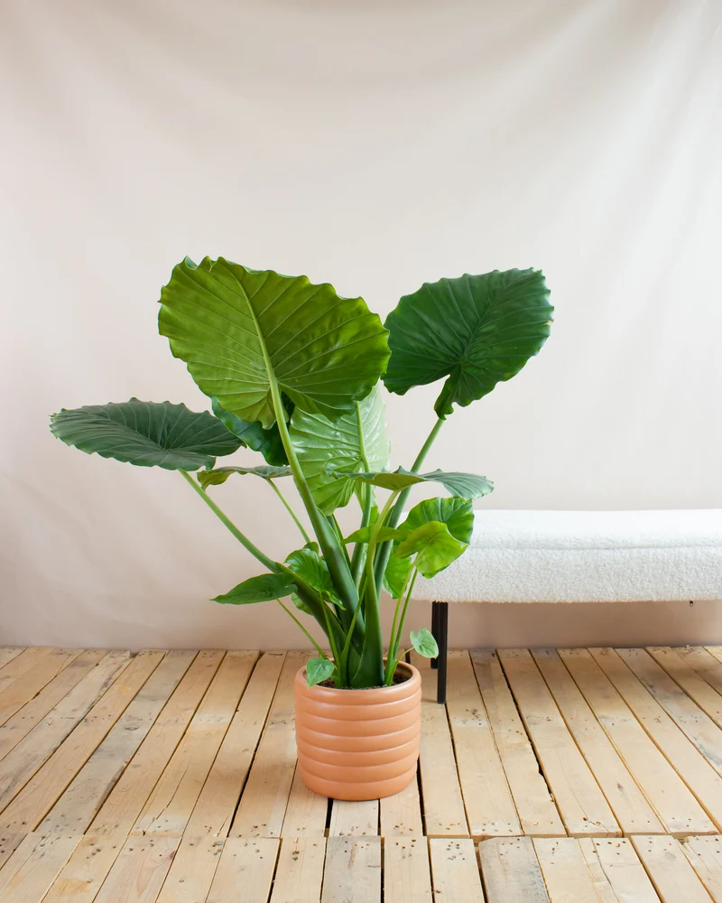 Alocasia macrorrhiza (Pfeilblatt)