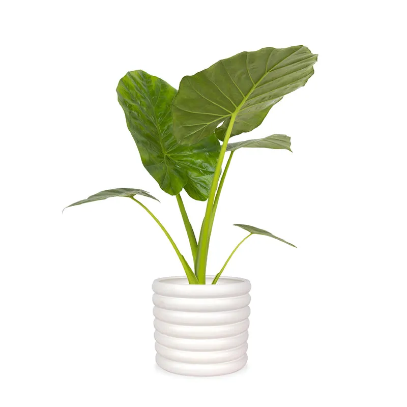 Alocasia macrorrhiza (Pfeilblatt)