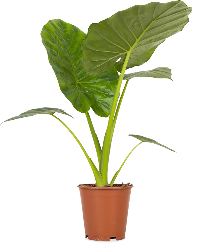 Alocasia macrorrhiza (Pfeilblatt)