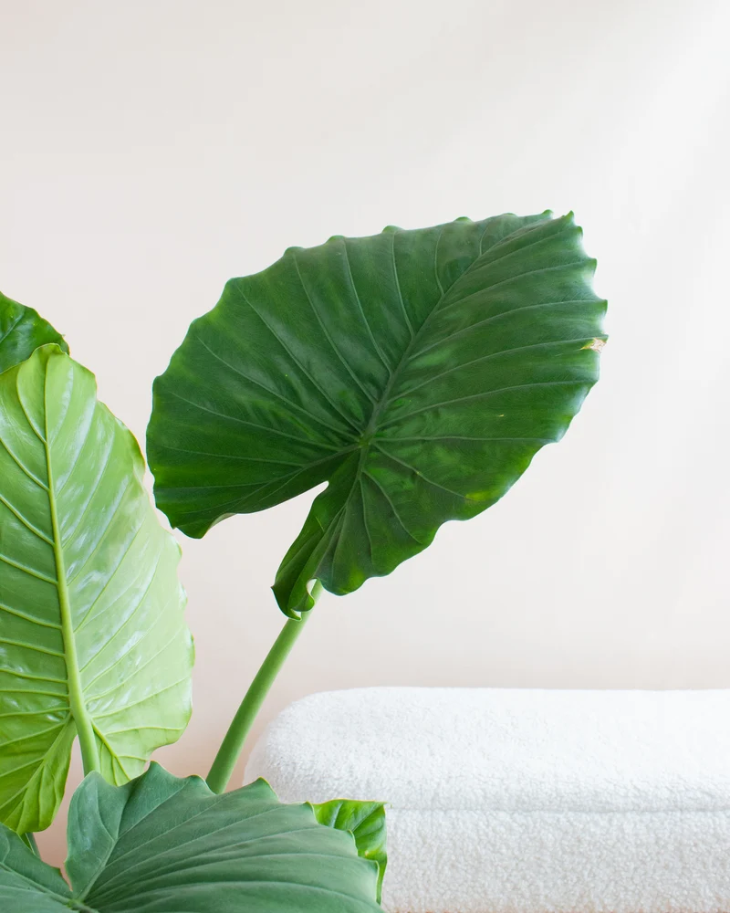 Alocasia macrorrhiza (Pfeilblatt)