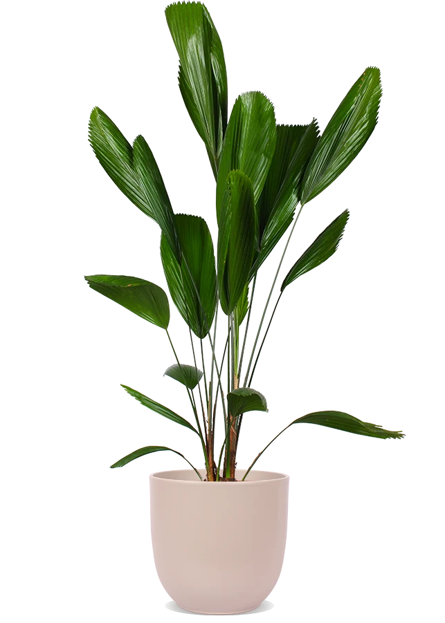 Licuala grandis (Strahlenpalme) (L)