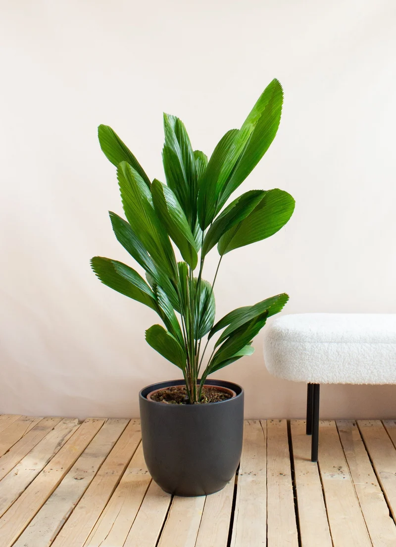 Licuala grandis (Strahlenpalme) (L)