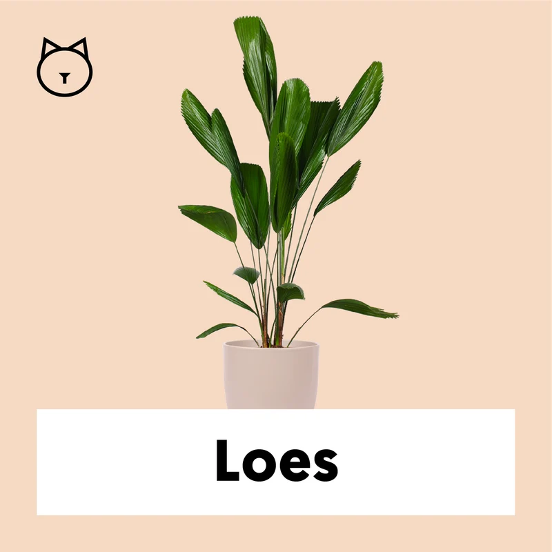 Licuala grandis (Strahlenpalme) (L)