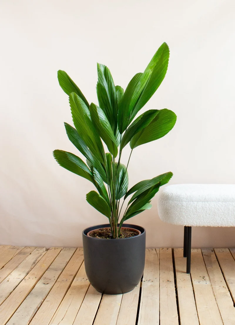 Licuala grandis (Strahlenpalme) (L)