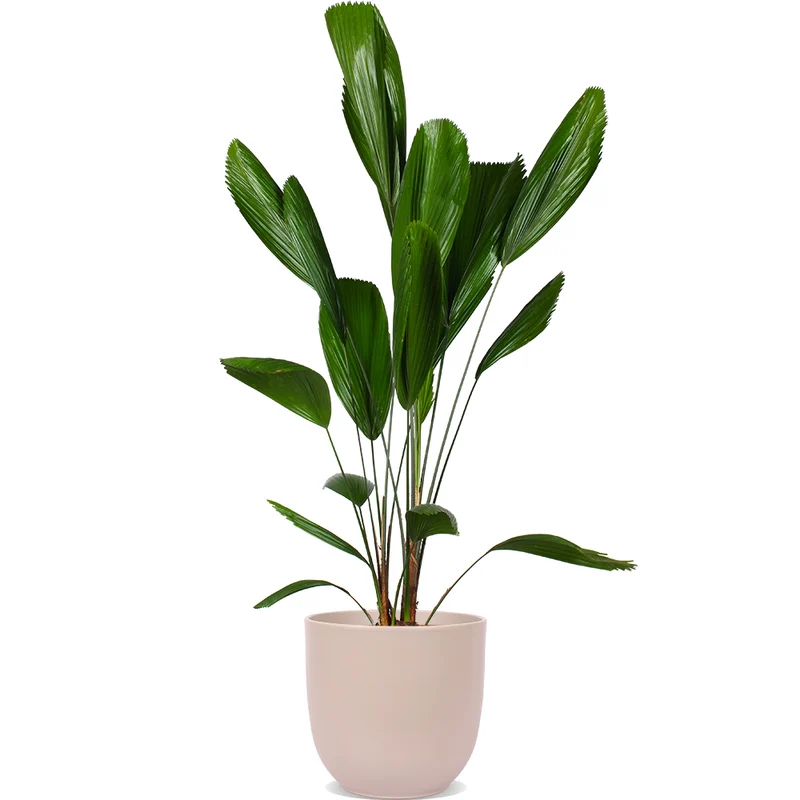 Licuala grandis (Strahlenpalme) (L)