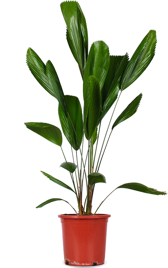 Licuala grandis (Strahlenpalme) (L)