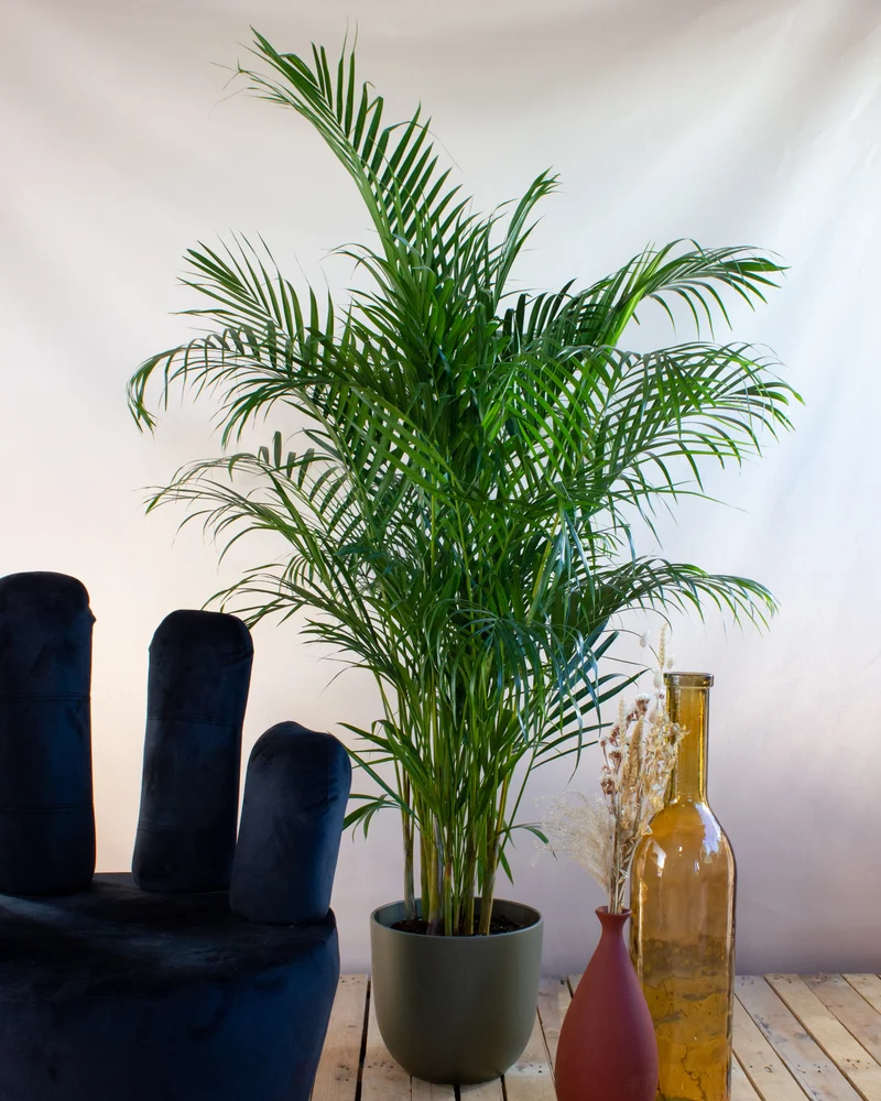 Areca Palme (Goldfruchtpalme) (XL)