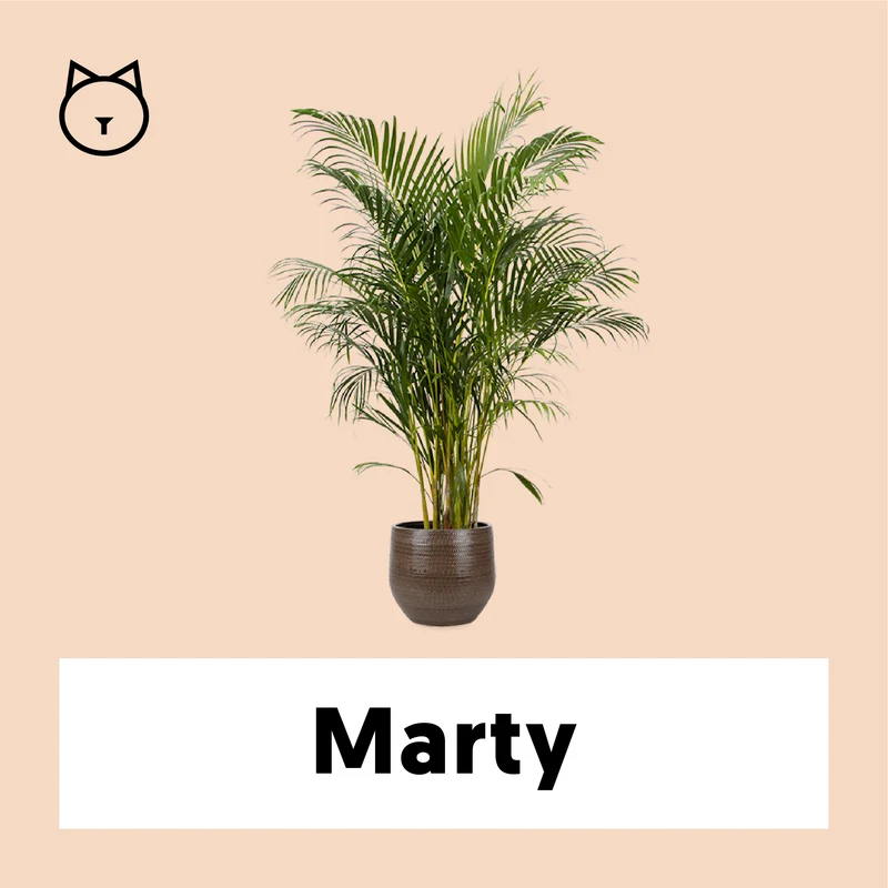 Areca Palme (Goldfruchtpalme) (XL)
