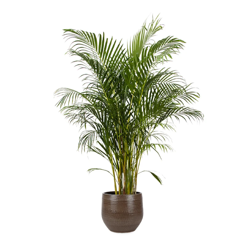 Areca Palme (Goldfruchtpalme) (XL)