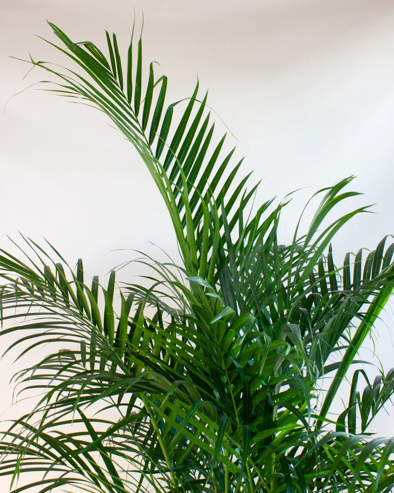 Areca Palme (Goldfruchtpalme) (XL)