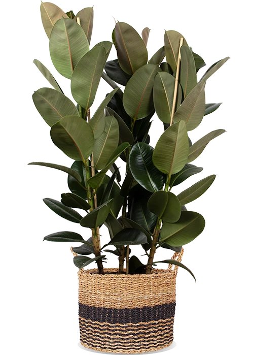 Ficus elastica (Gummibaum) (XL)
