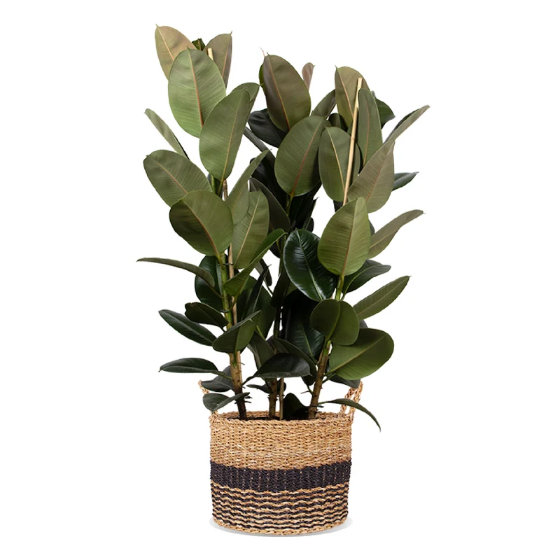 Ficus elastica (Gummibaum) (XL)