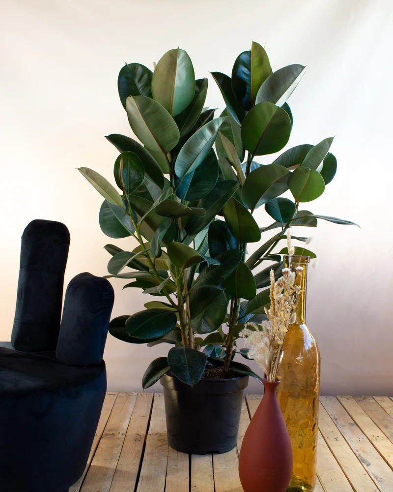 Ficus elastica (Gummibaum) (XL)