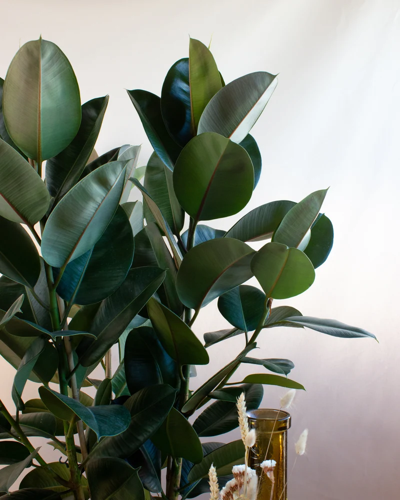 Ficus elastica (Gummibaum) (XL)