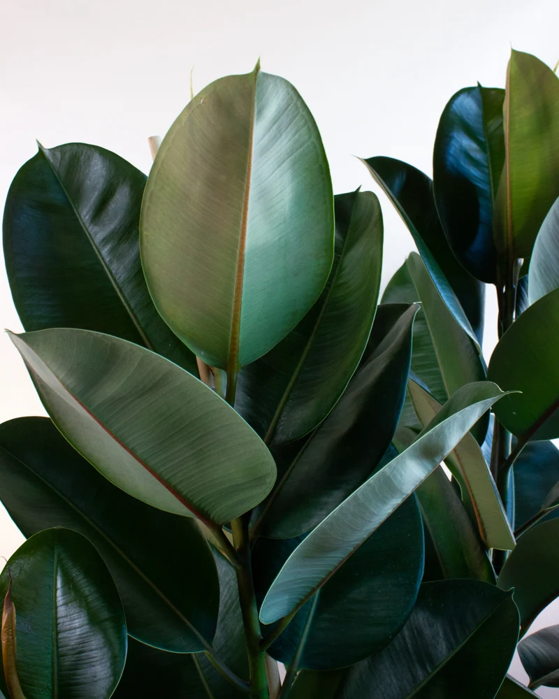 Ficus elastica (Gummibaum) (XL)