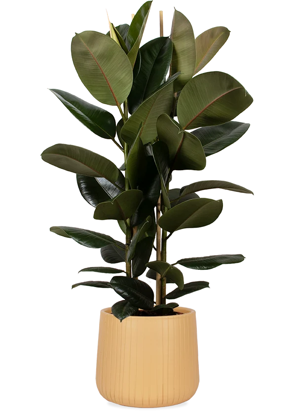 Ficus elastica (Gummibaum) (L)
