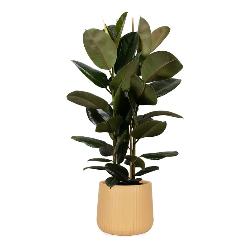 Ficus elastica (Gummibaum) (L)