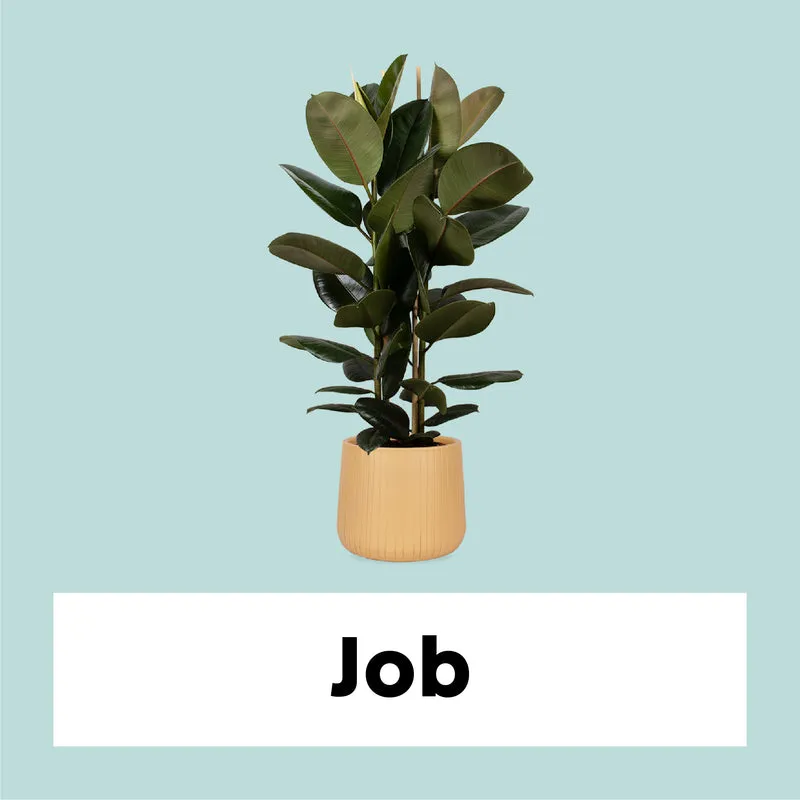 Ficus elastica (Gummibaum) (L)