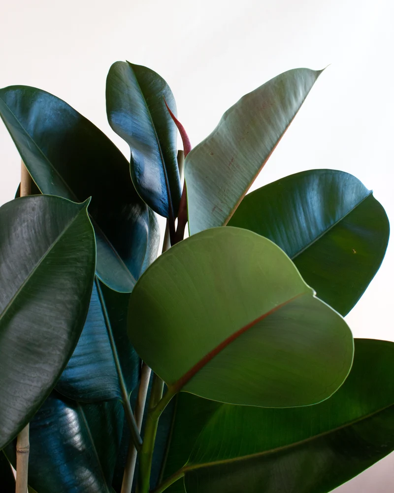 Ficus elastica (Gummibaum) (L)