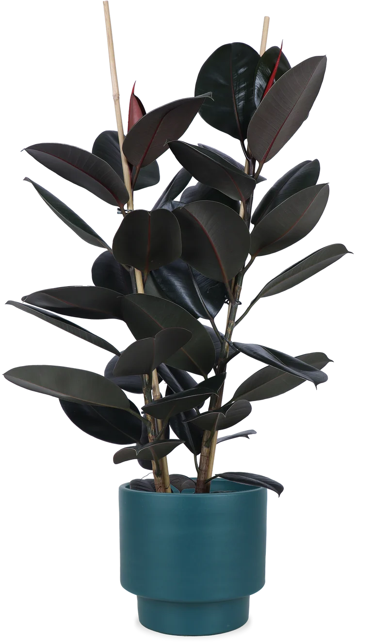 Ficus elastica (Gummibaum) (L)