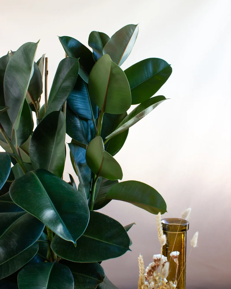 Ficus elastica (Gummibaum) (L)