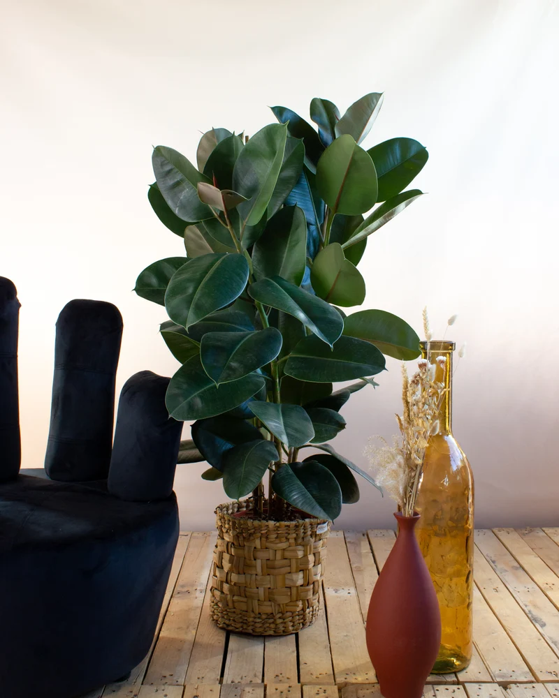 Ficus elastica (Gummibaum) (L)