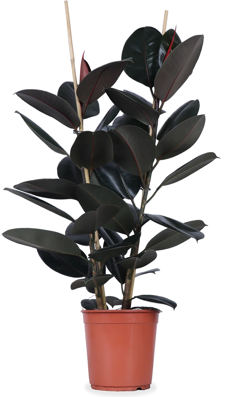 Ficus elastica (Gummibaum) (L)