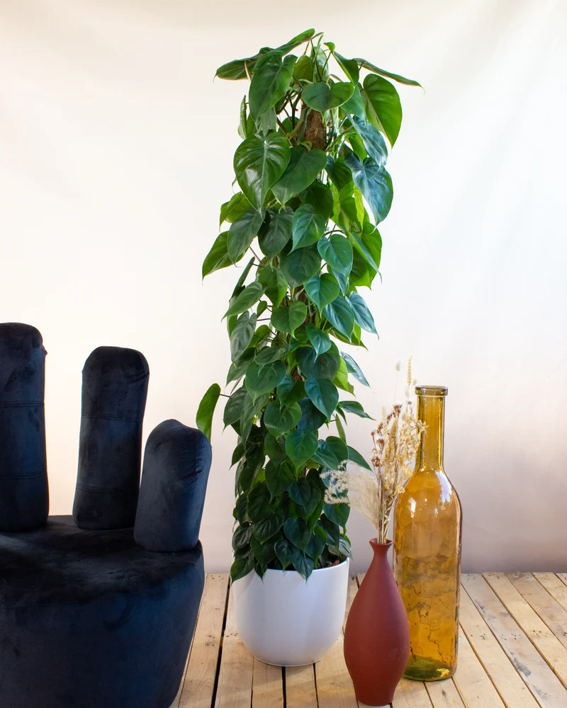 Philodendron scandens (Kletter-Philodendron) (XL)