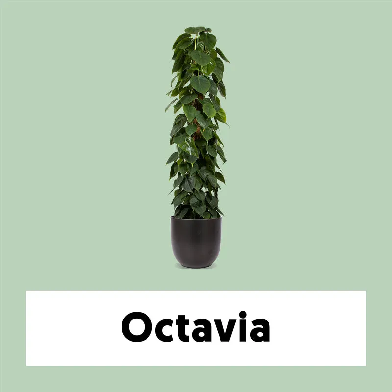 Philodendron scandens (Kletter-Philodendron) (XL)