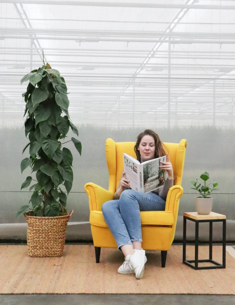 Philodendron scandens (Kletter-Philodendron) (XL)