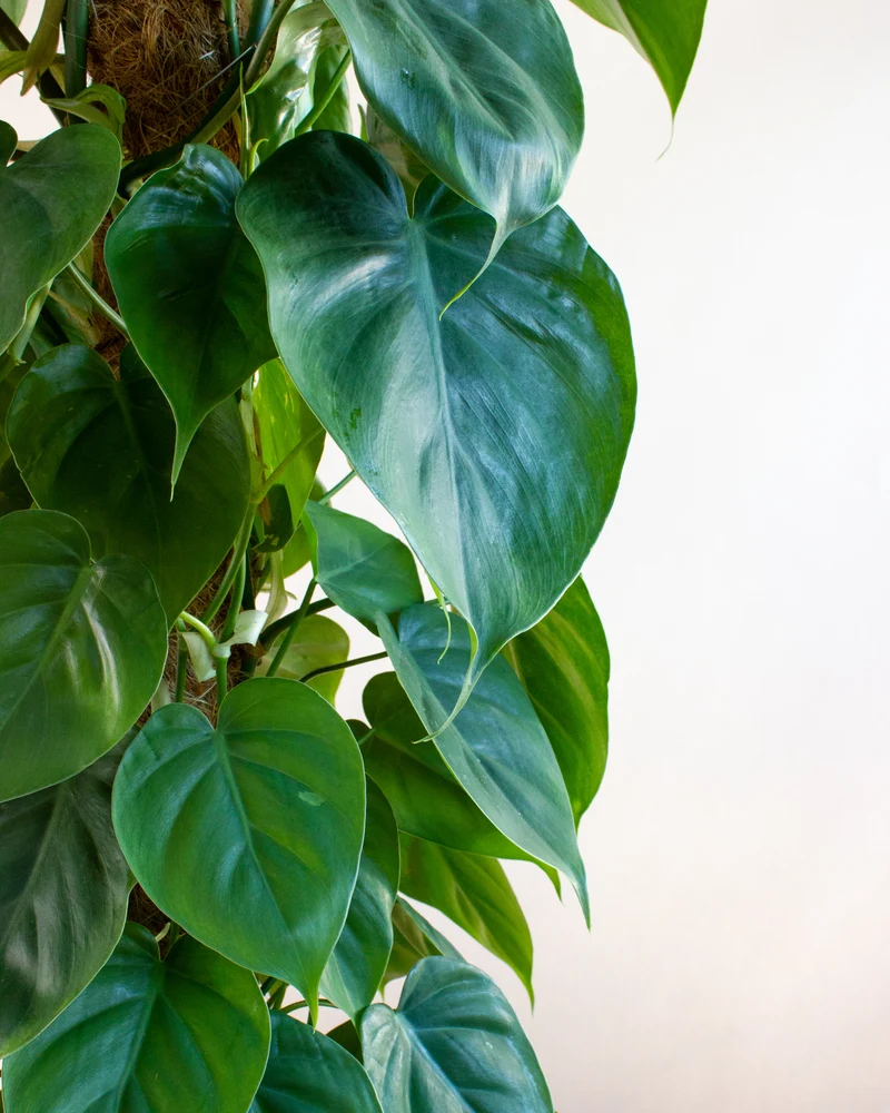 Philodendron scandens (Kletter-Philodendron) (XL)